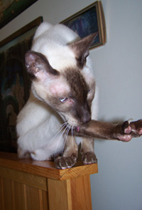 siamese-cleaning-claws
